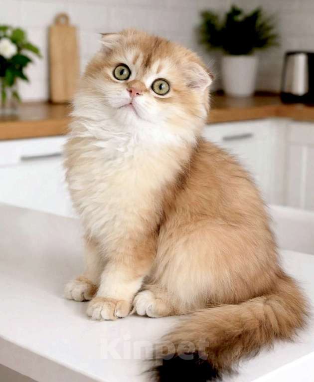 Кошки в Москве: Мальчик Мальчик, 55 000 руб. - фото 3