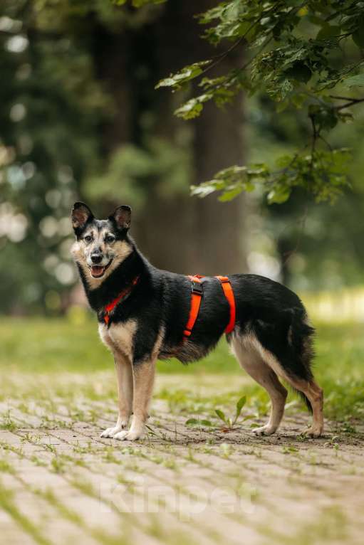 Собаки в Москве: Милая Элси в добрые руки Девочка, Бесплатно - фото 5