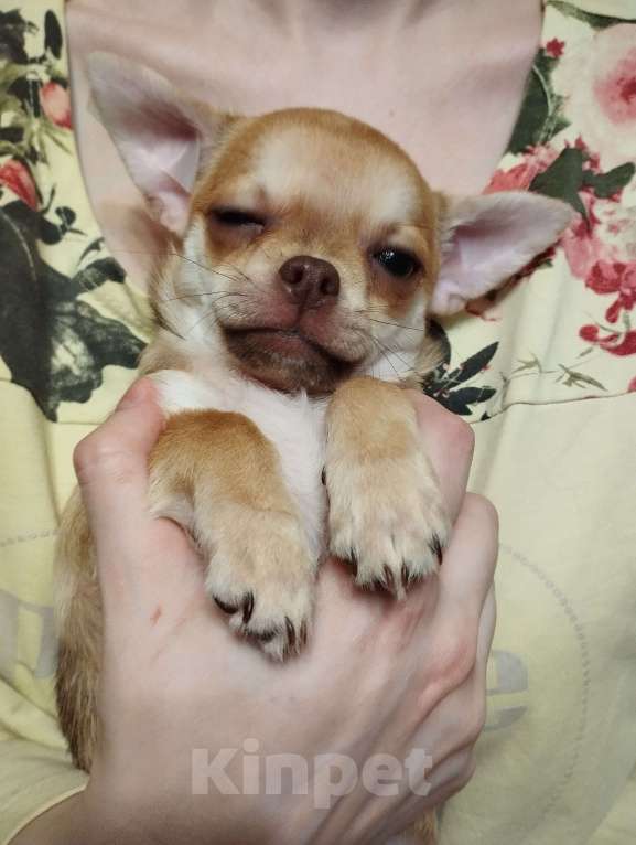 Собаки в Клине: Нюша Девочка, 30 000 руб. - фото 1