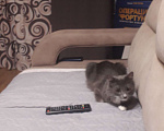 Кошки в Хабаровске: Отдам срочно кошечку Девочка, Бесплатно - фото 1