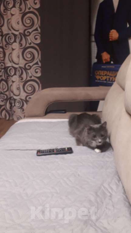 Кошки в Хабаровске: Отдам срочно кошечку Девочка, Бесплатно - фото 1