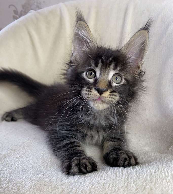 Кошки в Дмитрове: Черный мраморный мальчик мейн кун Мальчик, 40 000 руб. - фото 4