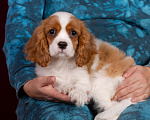 Собаки в Королеве: Кавалер Кинг Чарльз спаниель щенок девочка  Девочка, 75 000 руб. - фото 9