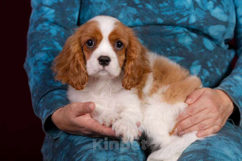 Собаки в Королеве: Кавалер Кинг Чарльз спаниель щенок девочка  Девочка, 75 000 руб. - фото 9