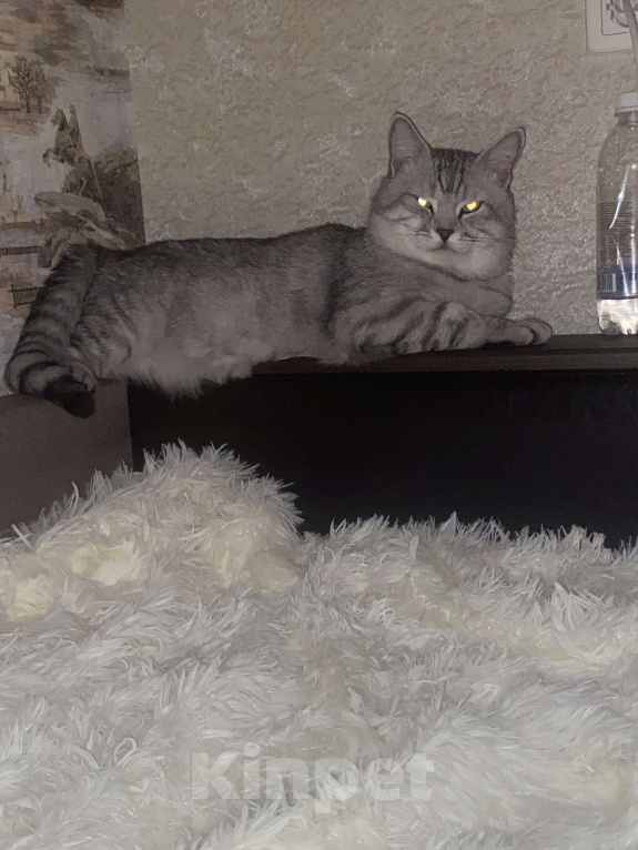 Кошки в Саратове: Отдам в добрые руки прекрасного кота  Мальчик, Бесплатно - фото 2