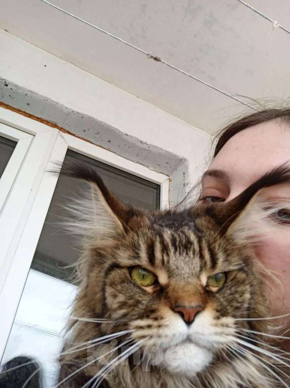 Кошки в Москве: Кошечки мейн кун  Девочка, 55 000 руб. - фото 7