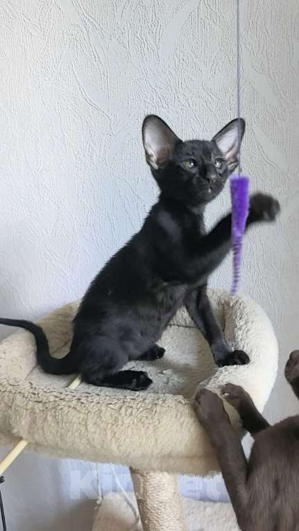 Кошки в Асбесте: Черный орик тальный котик Мальчик, 65 000 руб. - фото 3