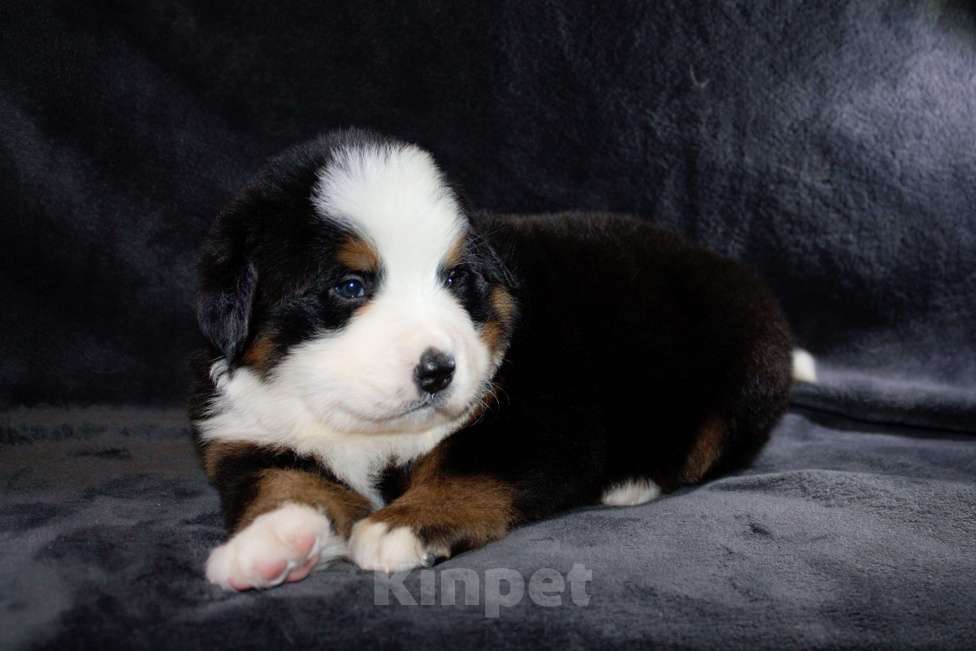 Собаки в других городах Московской области: Бернский зенненхунд Мальчик, 100 000 руб. - фото 4