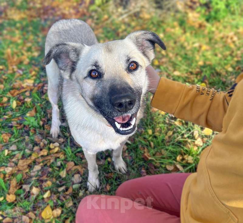 Собаки в Москве: Молодой небольшой чудесный пёсик Люмос в добрые руки Мальчик, Бесплатно - фото 9