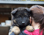 Собаки в Москве: Немецкая овчарка щенок девочка дш Девочка, 50 000 руб. - фото 1