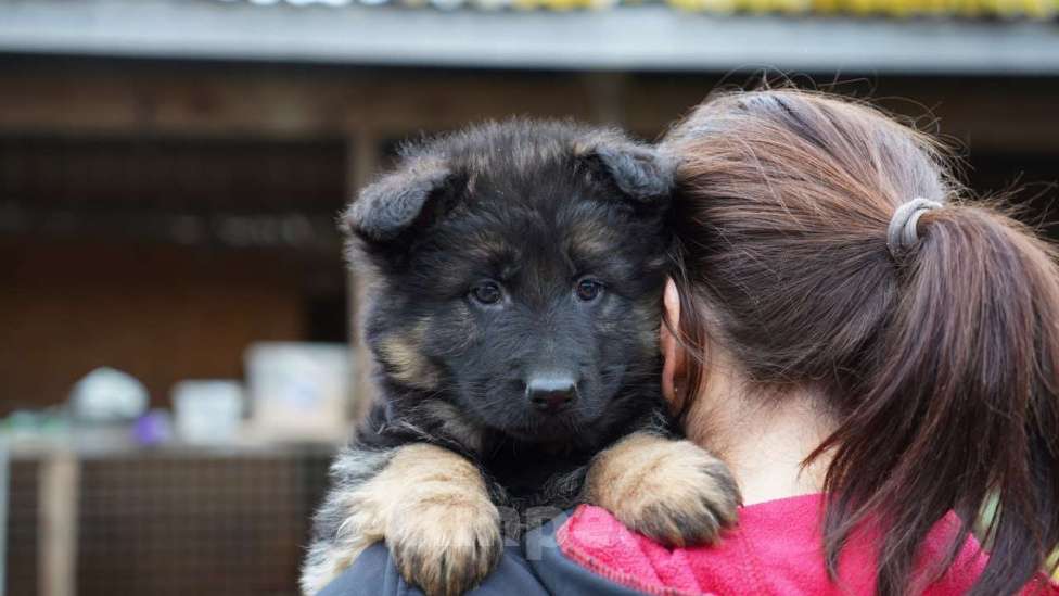 Собаки в Москве: Немецкая овчарка щенок девочка дш Девочка, 50 000 руб. - фото 1
