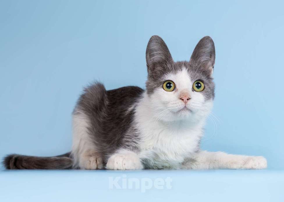 Кошки в Москве: Огурчика не замечают Мальчик, Бесплатно - фото 3