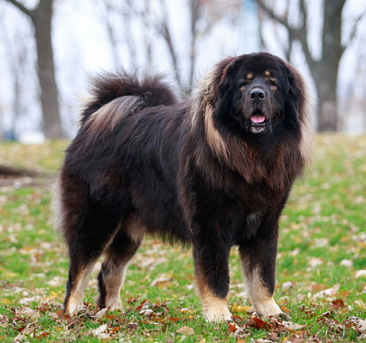 Тибетский мастиф