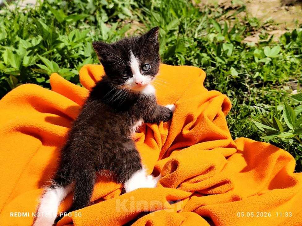 Кошки в Балашихе: Котёнок мальчик, 2 мес., от домашней сибирской кошки. Мальчик, Бесплатно - фото 2
