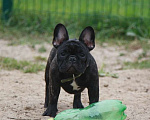 Собаки в Москве: Щенок французского бульдога Тюильри Девочка, 80 000 руб. - фото 6