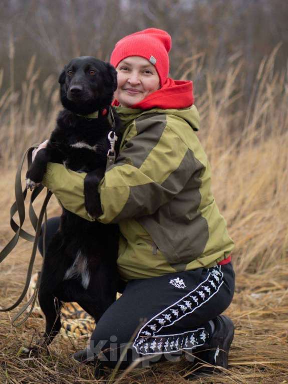 Собаки в Москве: Черника ищет свой дом  Девочка, Бесплатно - фото 3