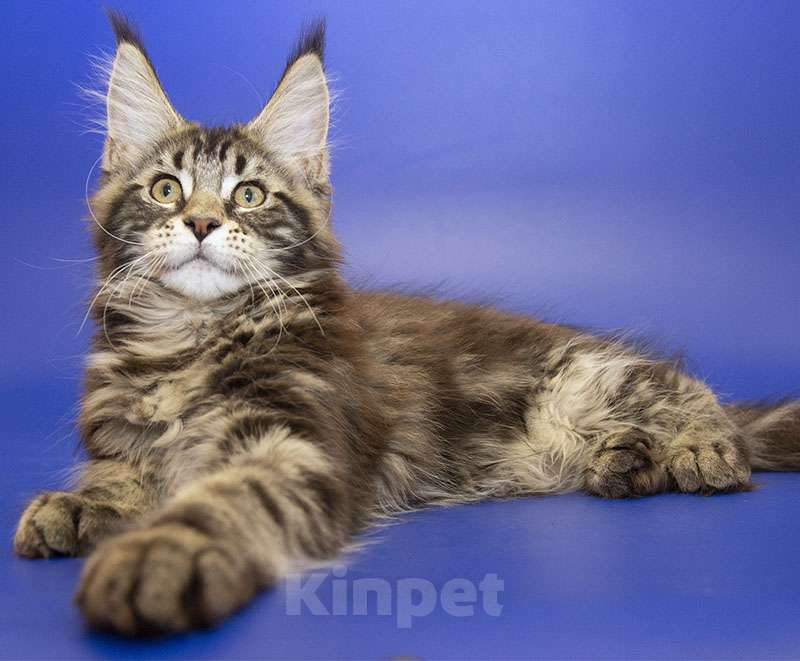 Кошки в Москве: Мейн кун котенок Девочка, Бесплатно - фото 2