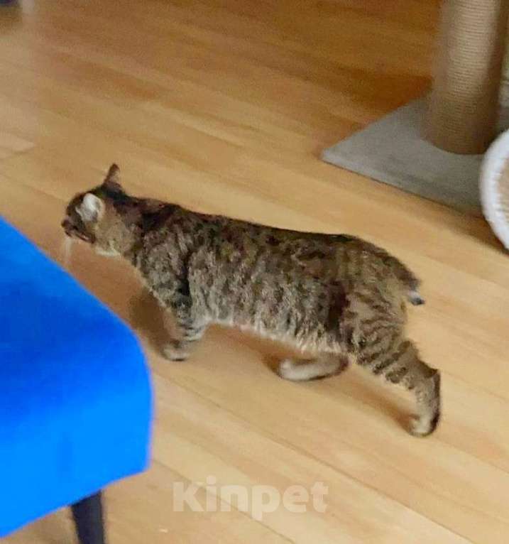 Кошки в Москве: Ласковый молодой рысенок Тëпа Мальчик, Бесплатно - фото 5