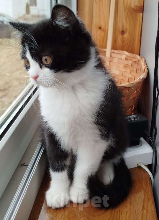 Кошки в Валдае: Шотландский котенок Мальчик, 30 000 руб. - фото 5