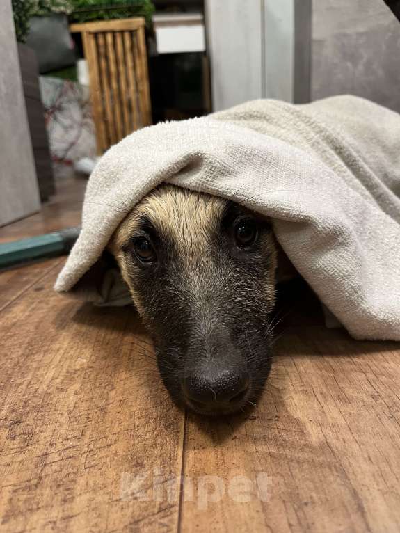 Собаки в Москве: Щенок Виола в добрые руки бесплатно  Девочка, Бесплатно - фото 4