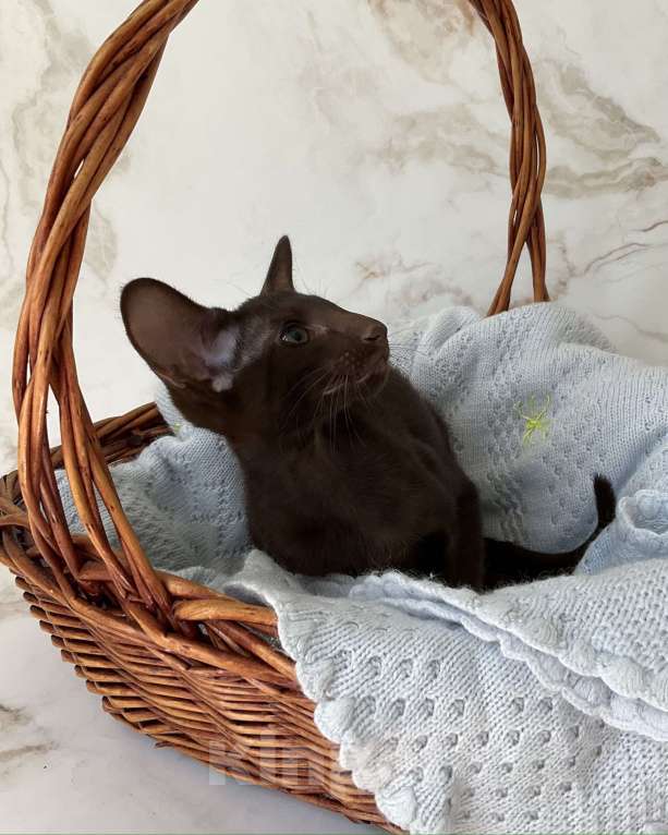 Кошки в Балашихе: Ориентальный котик Мальчик, 40 000 руб. - фото 3