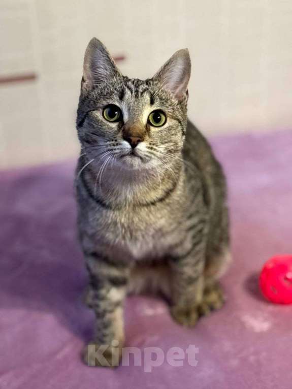 Кошки в Москве: котенлк Виталина ищет дом Девочка, Бесплатно - фото 6