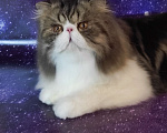 Кошки в Новосибирске: Персидский котик  Мальчик, 50 000 руб. - фото 4