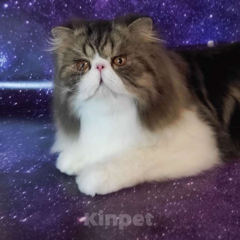 Кошки в Новосибирске: Персидский котик  Мальчик, 50 000 руб. - фото 4