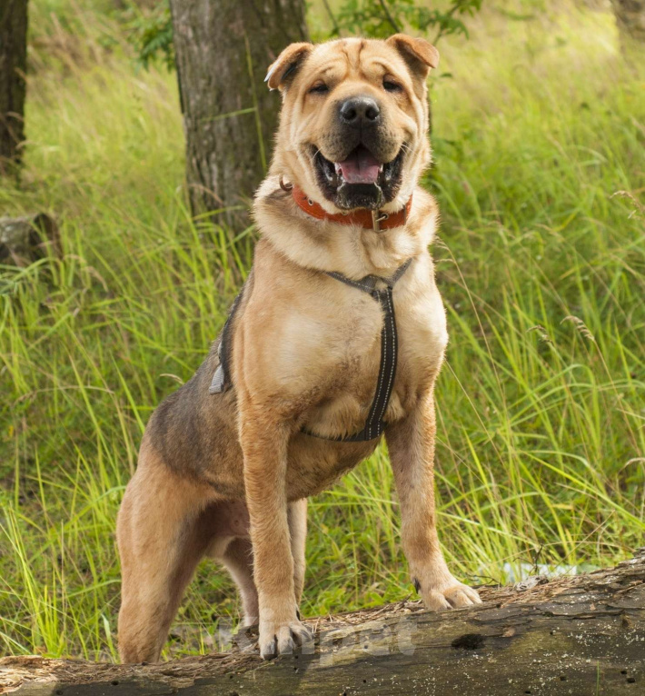 Собаки в Ногинске: Метис шарпея Шарон в поиске дома Мальчик, Бесплатно - фото 1