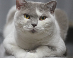 Кошки в Магнитогорске: Ofelia Marshmallow Девочка, 1 000 руб. - фото 1