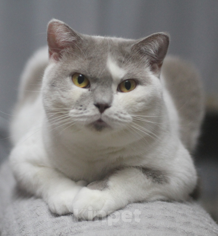 Кошки в Магнитогорске: Ofelia Marshmallow Девочка, 1 000 руб. - фото 1