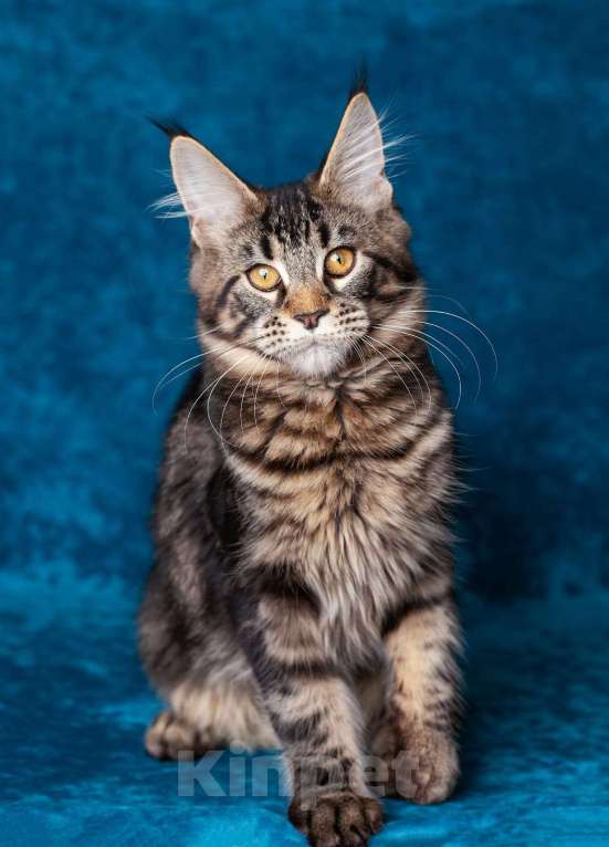 Кошки в Воронеже: Взрослая кошка мейн-кун  Девочка, Бесплатно - фото 5