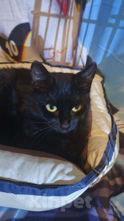 Кошки в Санкт-Петербурге: Ночка  Девочка, Бесплатно - фото 2