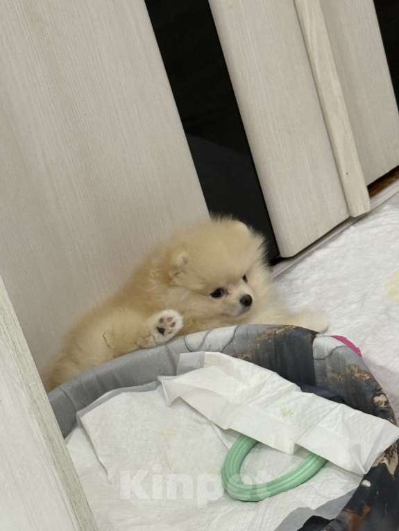 Собаки в Ульяновске: Шпиц микро-мини Мальчик, 45 000 руб. - фото 4