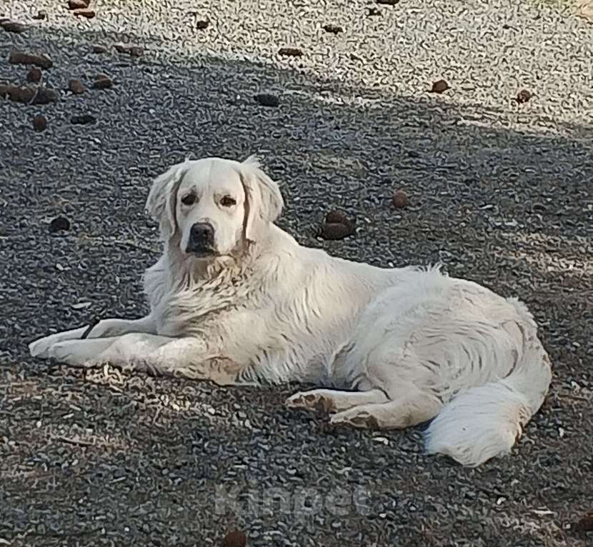 Собаки в Казани: Щенки Золотистого ретривера Мальчик, 40 000 руб. - фото 7