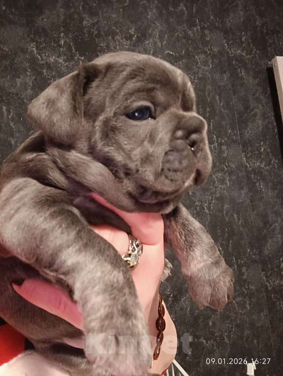 Собаки в Москве: Французские булочки девочки Девочка, 75 000 руб. - фото 3