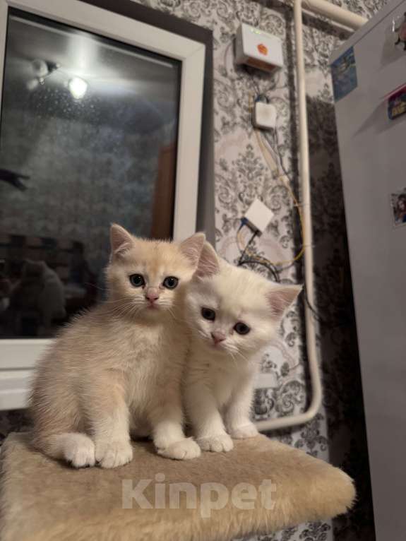 Кошки в Воронеже: Мальчик - британская шиншилла  Мальчик, Бесплатно - фото 4