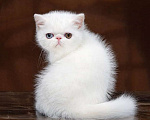 Кошки в Новосибирске: Продажа котят Мальчик, Бесплатно - фото 1