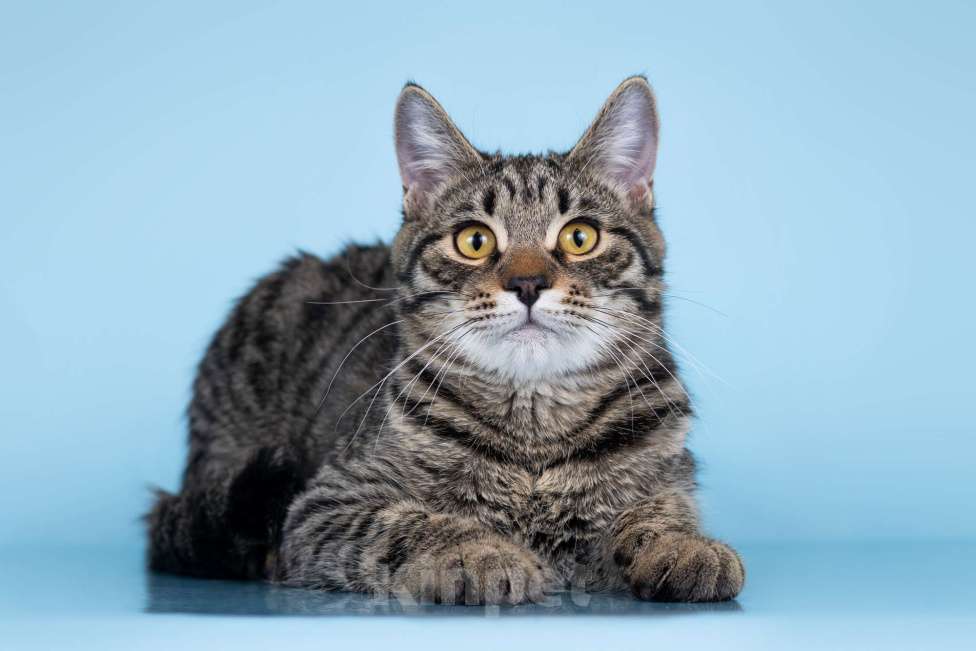 Кошки в Москве: Кокос в поиске дома Мальчик, Бесплатно - фото 2