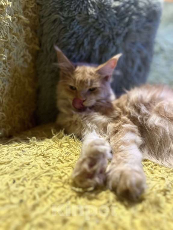 Кошки в Москве: Красная тикированная девочка  Девочка, 25 000 руб. - фото 7