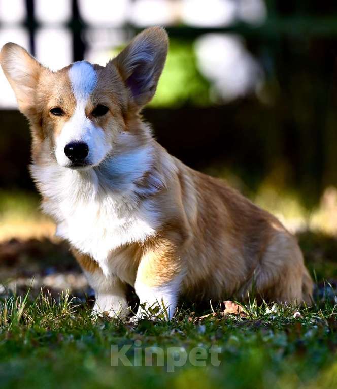 Собаки в Липецке: Щенок Корги Пемброк  Девочка, 50 000 руб. - фото 4