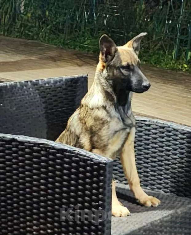 Собаки в Москве: Щенок Мишель Девочка, Бесплатно - фото 2