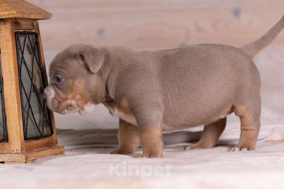 Собаки в Королеве: Американский булли Девочка, 200 000 руб. - фото 7