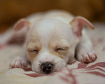 Собаки в Туле: Чихуахуа щенок Мальчик, 7 000 руб. - фото 4