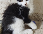 Кошки в Перми: Котенок Мейн Кун Девочка, 35 000 руб. - фото 2