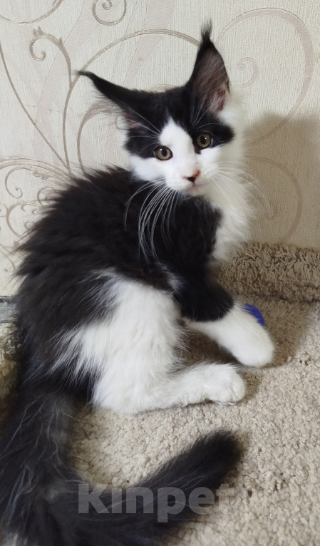 Кошки в Перми: Котенок Мейн Кун Девочка, 35 000 руб. - фото 2