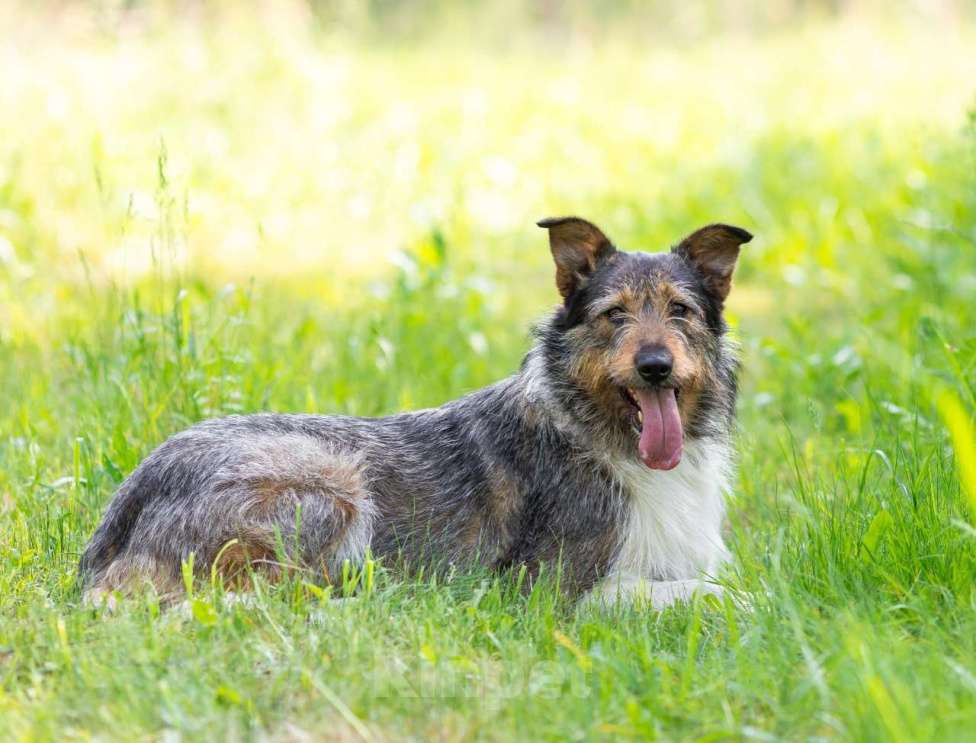 Собаки в Москве: Бородатик Ева в поисках любимого хозяина Девочка, Бесплатно - фото 2