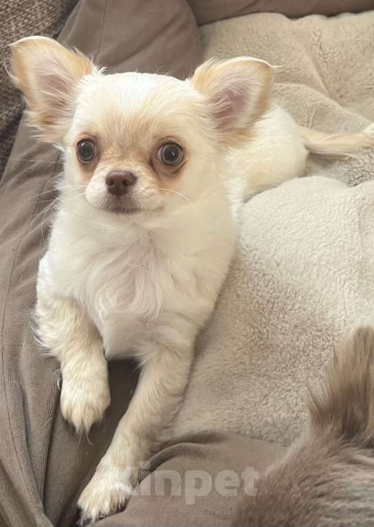 Собаки в Санкт-Петербурге: Щенок чихуахуа, сука Девочка, 50 000 руб. - фото 9