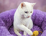 Кошки в Москве: Котик белый в добрые руки Мальчик, Бесплатно - фото 3