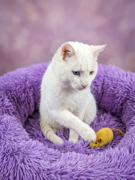 Кошки в Москве: Котик белый в добрые руки Мальчик, Бесплатно - фото 3